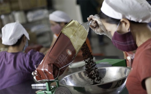 Sản lượng cà phê Việt Nam có thể rớt xuống đáy 8 năm