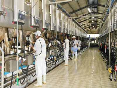 Vinamilk: 2 trang trại bò sữa đạt tiêu chuẩn ISO 9001:2008