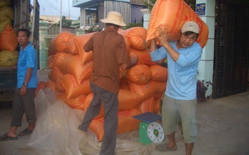 Giá gạo Việt xuất khẩu tiếp tục vượt Thái Lan