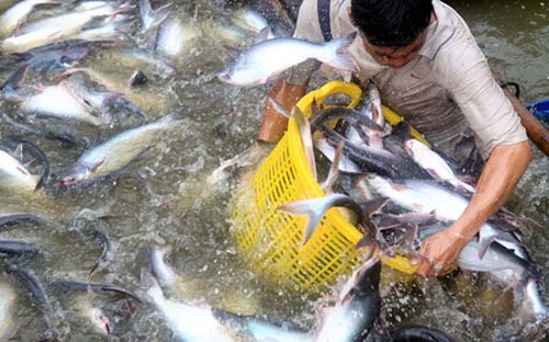 Xuất khẩu cá tra 2013 ước đạt 1,8 tỷ USD