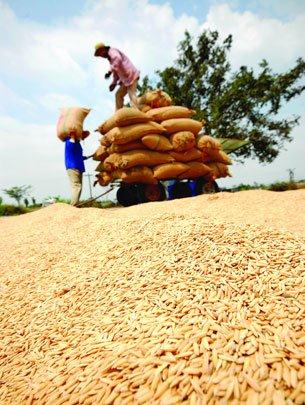 Xuất khẩu gạo 2014: Tương kế tựu kế