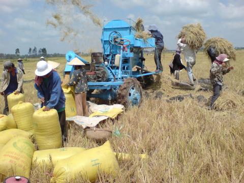 Cuộc chiến giá gạo: Ai hưởng lợi trên nước mắt nông dân?