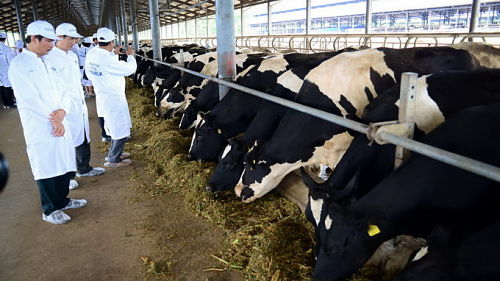 Trang trại bò sữa đầu tiên Đông Nam Á được chứng nhận Global G.A.P.