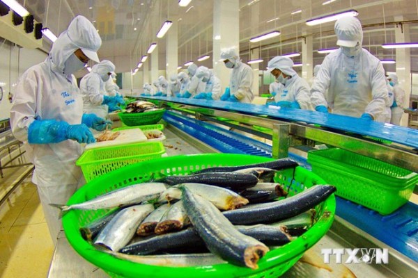 Vướng rào cản kỹ thuật, xuất khẩu cá tra sang Mỹ và EU giảm