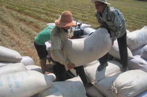 Trung Quốc cấm biên: Giá gạo Việt không thấp hơn được nữa!