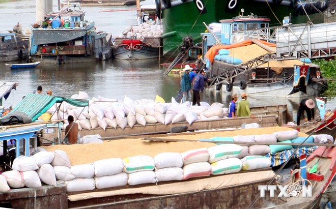 Xuất khẩu gạo: Tiêu thụ hết lượng gạo trong dân với giá cao
