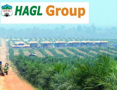 HAG: Lứa cọ dầu đầu tiên sẽ bắt đầu thu hoạch từ tháng 2/2015