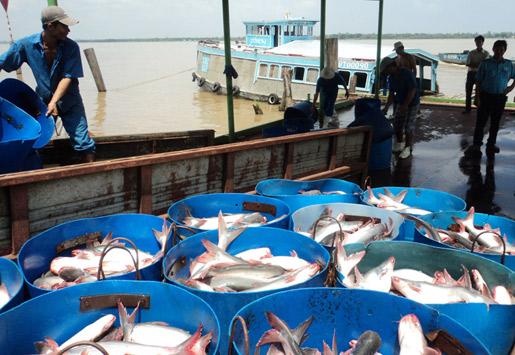 Nguy cơ độc quyền, thao túng xuất khẩu cá tra vào Nga