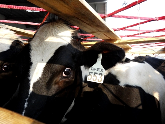 Vinamilk nhập 400 bò sữa mang thai cao sản từ Úc