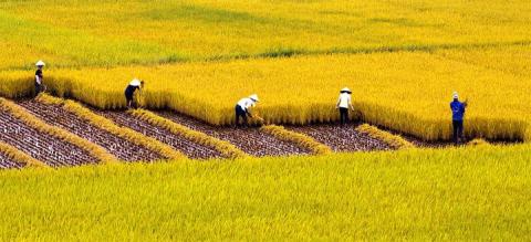 Thành tích nông nghiệp Việt: Nhập khẩu hết, trừ... đất, nông dân?
