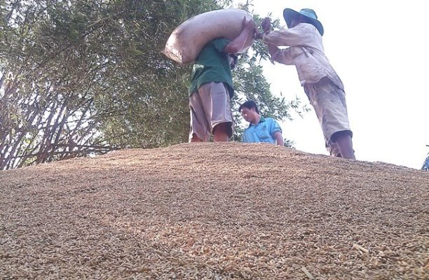 Trung Quốc tăng mua, giá gạo nội địa bật mạnh trở lại
