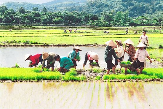 Nông nghiệp Việt “đủng đỉnh” tiến vào hội nhập sau gần 2 thập kỷ