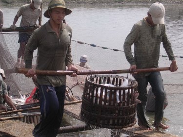 Cá tra Việt Nam: “Ngậm” nước bao nhiêu là vừa?