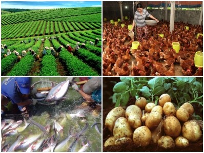 Ket noi thuong mai nong nghiep de thu hut dau tu