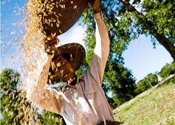 Myanmar được mùa xuất khẩu gạo