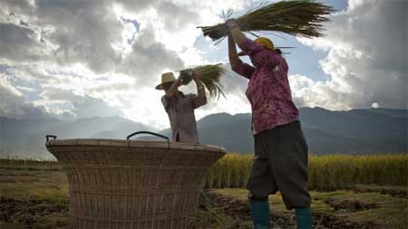 Khiếp hàng trong nước, dân Trung Quốc lùng mua gạo ngoại