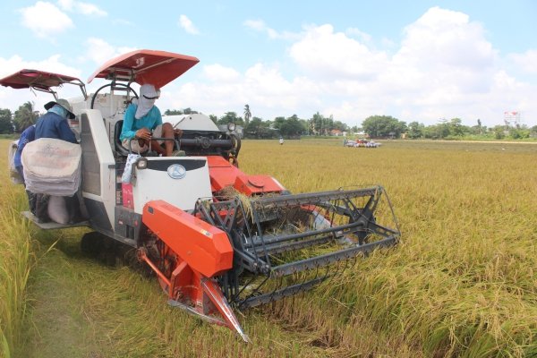 Thương nhân xuất khẩu gạo phải có vùng nguyên liệu
