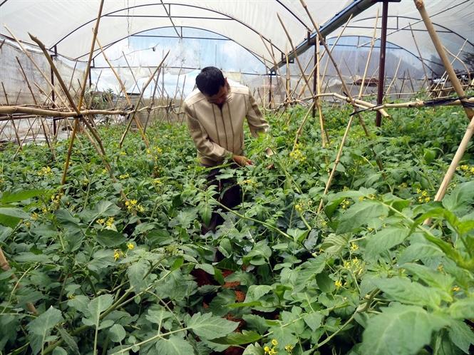 Để Việt Nam thành "vườn rau" thế giới