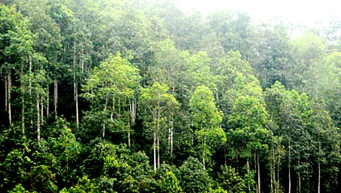 Bịa dự án trồng rừng 7-8 tỉ USD, lừa đảo cả tỉ đồng