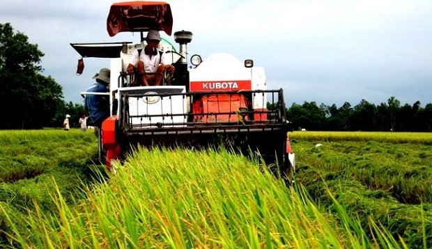 Hạ giá bỏ thầu, VN trúng thầu cung cấp 300.000 tấn gạo cho Philippines