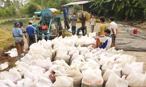 Xuất khẩu gạo giảm mạnh