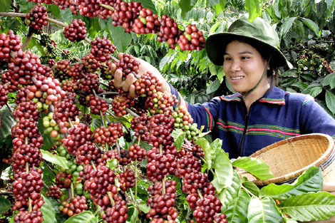 Xuất khẩu cà phê: được giá nhưng mất lượng