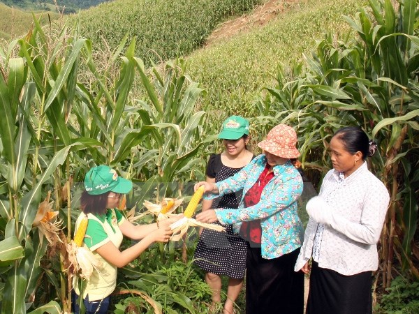 Lô hạt giống ngô biến đổi gen đầu tiên đến tay người nông dân Việt