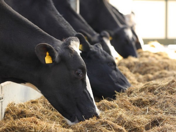 Việc mở cửa thị trường sữa EU gây nhiều phản ứng trái ngược