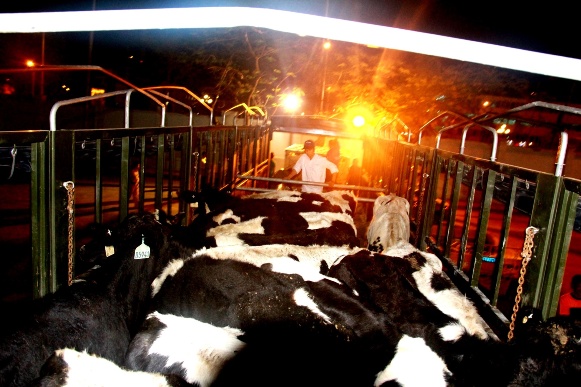 Vinamilk tiếp tục nhập 400 con bò sữa cao sản từ Úc