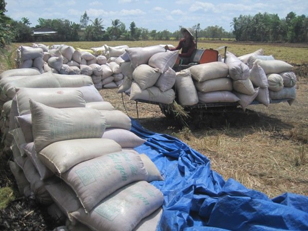 Trung Quốc cấm biên, xuất khẩu gạo gặp khó