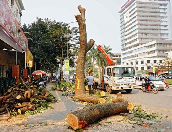 Công bố hàng loạt vi phạm trong vụ chặt cây xanh Hà Nội