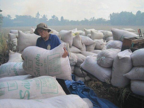 Việt Nam dự thầu bán 250.000 tấn gạo cho Philippines