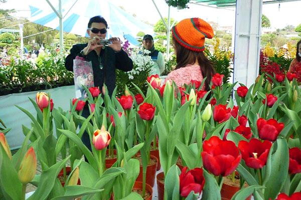 Nỗi lòng “hoa tulip”