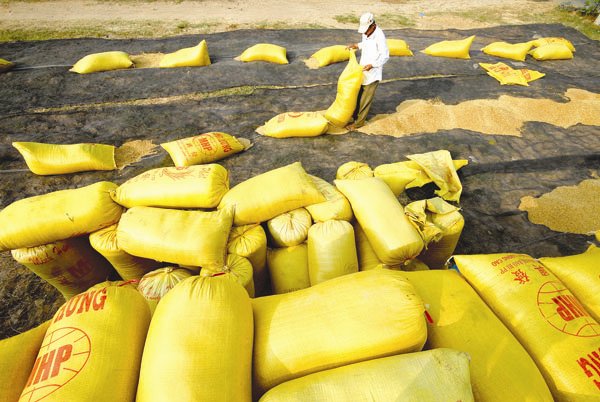 Cuộc đua bán gạo cho Philippines