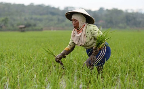 El Nino có thể làm giá gạo toàn cầu tăng mạnh