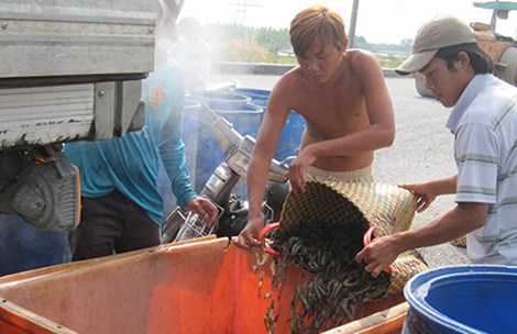 Trung Quốc ‘điều khiển’ thị trường thủy sản Việt