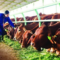 HNG: Kinh doanh bò đóng góp 77% lãi gộp với 394 tỷ đồng