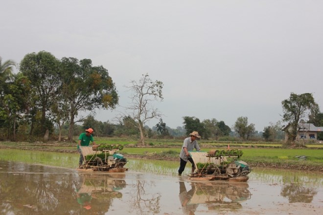 Lào dự kiến xuất khẩu 1 triệu tấn gạo trong năm 2016