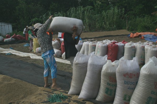 Xuất khẩu gạo: cảnh giác trước “cơn địa chấn” Thái Lan!