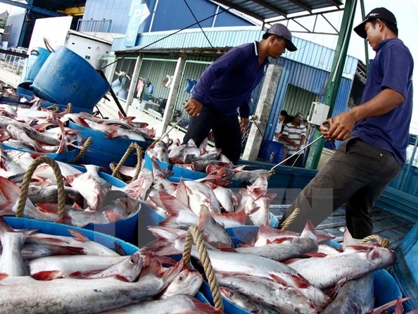 Sản lượng cá tra Đồng bằng sông Cửu Long giảm 7% so với cùng kỳ