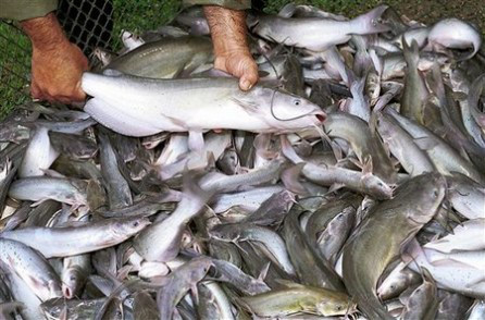 Xuất khẩu cá da trơn: Tự mình xây “rào cản”