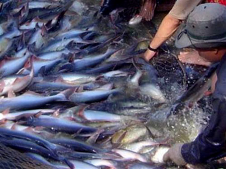 Đa số thành viên Đảng Cộng hòa của Hạ viện Mỹ ủng hộ xóa bỏ quy định giám sát cá da trơn