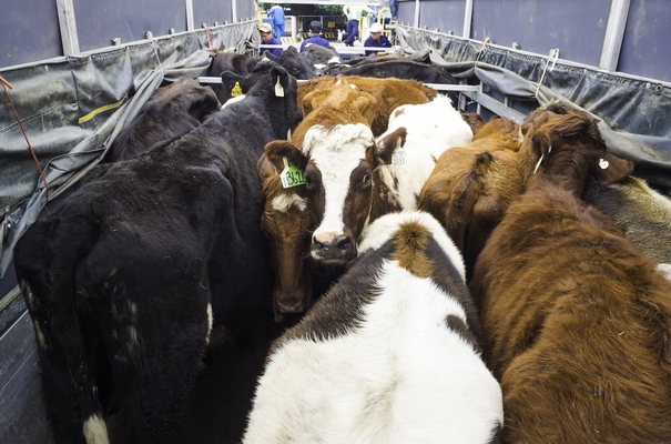 Vinamilk đưa 220 con bò sữa organic về Việt Nam