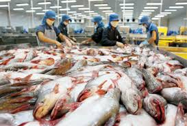 Cá da trơn phải có giấy chứng nhận an toàn thực phẩm mới được xuất khẩu sang Hoa Kỳ