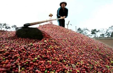 Sản lượng cà phê Việt Nam dự báo giảm trong mùa vụ 2016/2017