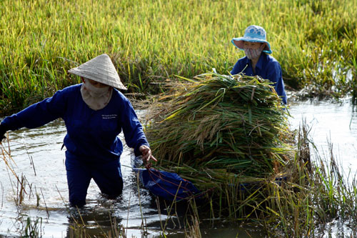 Báo động tình trạng gạo Việt lép vế tại thị trường truyền thống