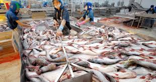 Xuất khẩu cá tra sang thị trường Hà Lan sụt giảm liên tục