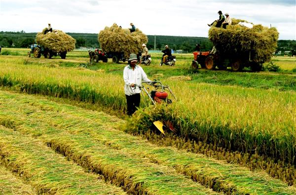 Cần thêm 96.000 tỷ đồng để phục vụ tái cơ cấu ngành nông nghiệp