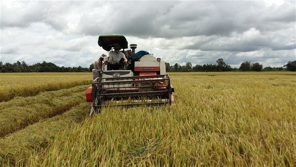 Việt Nam trúng thầu bán 150.000 tấn gạo cho Philippines