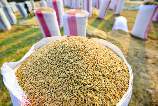 Campuchia đầu tư 300 triệu USD xây dựng kho dự trữ lúa gạo
